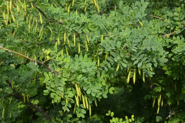 Albero Caragana Acacia Gialla Caragana Arborescens Arbusto Siberiano Pisello Siberiano — Foto Stock