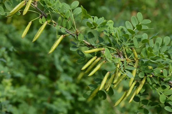 Caragana Žlutá Acacia Caragana Arborescens Sibiřský Keř Sibiřský Hrášek Nebo — Stock fotografie