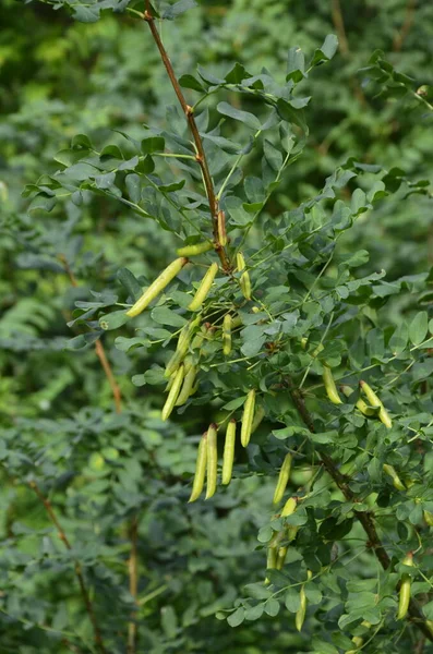 Caragana Acacia Amarilla Caragana Arborescens Arbusto Siberiano Guisante Siberiano Caragana — Foto de Stock