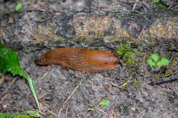 Vue Rapprochée Limace Espagnole Brune Commune Sur Une Bille Bois — Photo