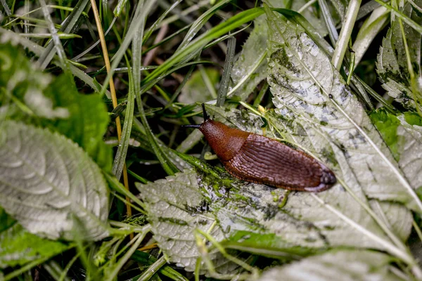 Vue Rapprochée Limace Espagnole Brune Commune Sur Une Bille Bois — Photo