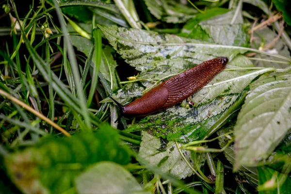 Vue Rapprochée Limace Espagnole Brune Commune Sur Une Bille Bois — Photo