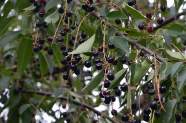 Olgun meyveli yabani kiraz dalları (Prunus serotina). Prunus Serotina ya da bilinen adıyla Prunus Serotina, Rosaceae familyasından bir yaprak döken ağaçtır..