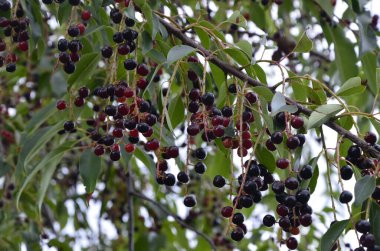 Olgun meyveli yabani kiraz dalları (Prunus serotina). Prunus Serotina ya da bilinen adıyla Prunus Serotina, Rosaceae familyasından bir yaprak döken ağaçtır..
