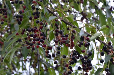 Olgun meyveli yabani kiraz dalları (Prunus serotina). Prunus Serotina ya da bilinen adıyla Prunus Serotina, Rosaceae familyasından bir yaprak döken ağaçtır..