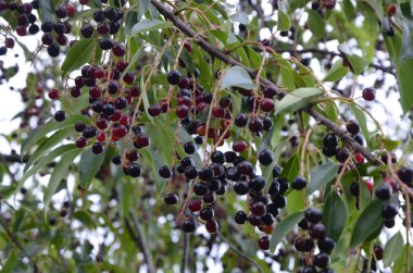 Olgun meyveli yabani kiraz dalları (Prunus serotina). Prunus Serotina ya da bilinen adıyla Prunus Serotina, Rosaceae familyasından bir yaprak döken ağaçtır..