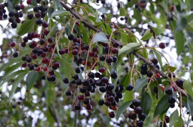 Olgun meyveli yabani kiraz dalları (Prunus serotina). Prunus Serotina ya da bilinen adıyla Prunus Serotina, Rosaceae familyasından bir yaprak döken ağaçtır..