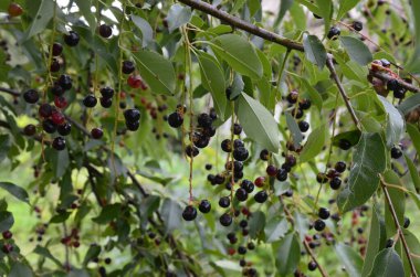 Olgun meyveli yabani kiraz dalları (Prunus serotina). Prunus Serotina ya da bilinen adıyla Prunus Serotina, Rosaceae familyasından bir yaprak döken ağaçtır..