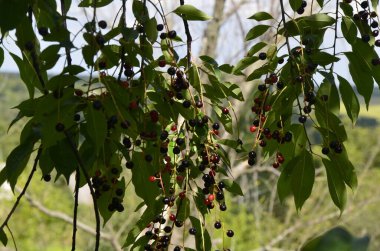 Olgun meyveli yabani kiraz dalları (Prunus serotina). Prunus Serotina ya da bilinen adıyla Prunus Serotina, Rosaceae familyasından bir yaprak döken ağaçtır..