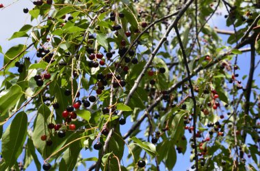 Olgun meyveli yabani kiraz dalları (Prunus serotina). Prunus Serotina ya da bilinen adıyla Prunus Serotina, Rosaceae familyasından bir yaprak döken ağaçtır..