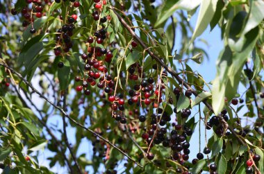 Olgun meyveli yabani kiraz dalları (Prunus serotina). Prunus Serotina ya da bilinen adıyla Prunus Serotina, Rosaceae familyasından bir yaprak döken ağaçtır..