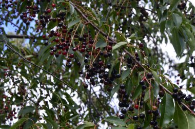 Olgun meyveli yabani kiraz dalları (Prunus serotina). Prunus Serotina ya da bilinen adıyla Prunus Serotina, Rosaceae familyasından bir yaprak döken ağaçtır..