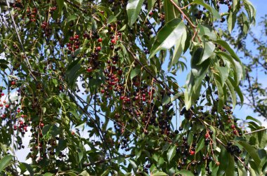 Olgun meyveli yabani kiraz dalları (Prunus serotina). Prunus Serotina ya da bilinen adıyla Prunus Serotina, Rosaceae familyasından bir yaprak döken ağaçtır..