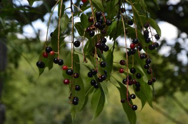 Olgun meyveli yabani kiraz dalları (Prunus serotina). Prunus Serotina ya da bilinen adıyla Prunus Serotina, Rosaceae familyasından bir yaprak döken ağaçtır..