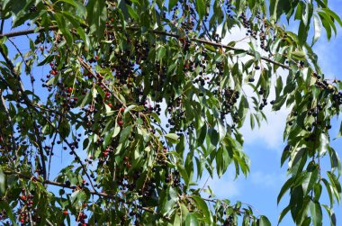 Olgun meyveli yabani kiraz dalları (Prunus serotina). Prunus Serotina ya da bilinen adıyla Prunus Serotina, Rosaceae familyasından bir yaprak döken ağaçtır..