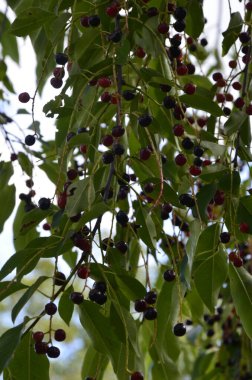 Olgun meyveli yabani kiraz dalları (Prunus serotina). Prunus Serotina ya da bilinen adıyla Prunus Serotina, Rosaceae familyasından bir yaprak döken ağaçtır..