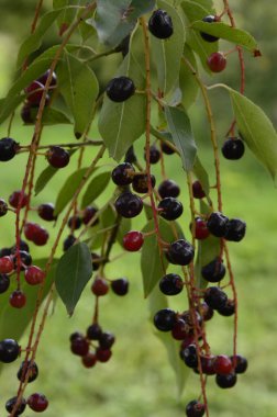 Olgun meyveli yabani kiraz dalları (Prunus serotina). Prunus Serotina ya da bilinen adıyla Prunus Serotina, Rosaceae familyasından bir yaprak döken ağaçtır..