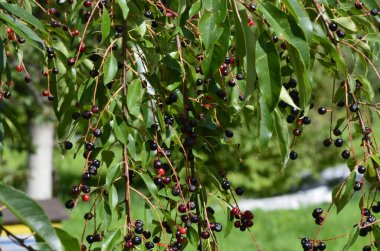 Olgun meyveli yabani kiraz dalları (Prunus serotina). Prunus Serotina ya da bilinen adıyla Prunus Serotina, Rosaceae familyasından bir yaprak döken ağaçtır..