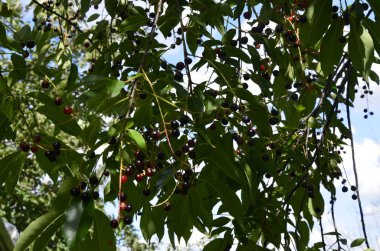 Olgun meyveli yabani kiraz dalları (Prunus serotina). Prunus Serotina ya da bilinen adıyla Prunus Serotina, Rosaceae familyasından bir yaprak döken ağaçtır..