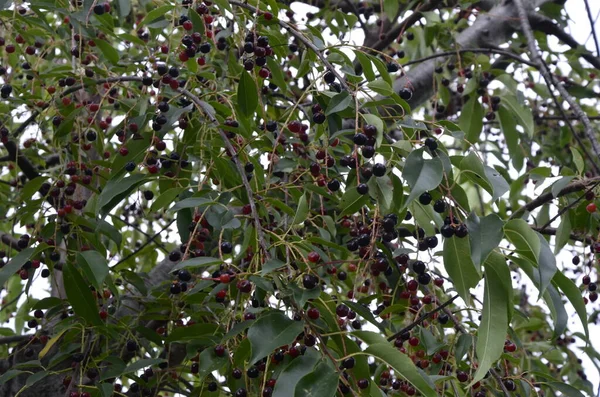 Κλαδιά Ώριμα Φρούτα Αγριοκέρασου Prunus Serotina Prunus Serotina Κοινώς Αποκαλούμενο — Φωτογραφία Αρχείου