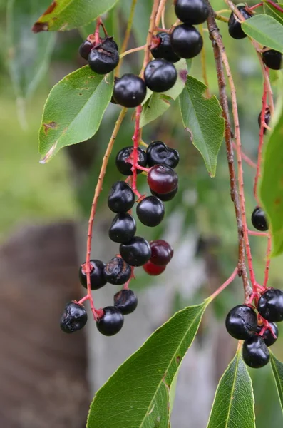 Κλαδιά Ώριμα Φρούτα Αγριοκέρασου Prunus Serotina Prunus Serotina Κοινώς Αποκαλούμενο — Φωτογραφία Αρχείου