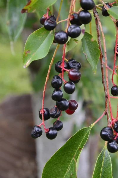 가지에는 Prunus Serotina 열매가 가지가 Prunus Serotina 산검은 체리는 낙엽수이며 — 스톡 사진