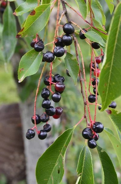 Větve Zralými Plody Třešně Divoké Prunus Serotina Prunus Serotina Běžně — Stock fotografie