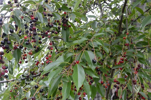 Takken Met Rijp Fruit Van Wilde Zwarte Kers Prunus Serotina — Stockfoto