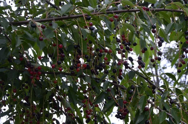 野生のブラックチェリー Prunus Serotina の熟した果実を持つ枝 プリュヌス セロティナ Prunus Serotina ラム酒 山ブラックチェリー — ストック写真
