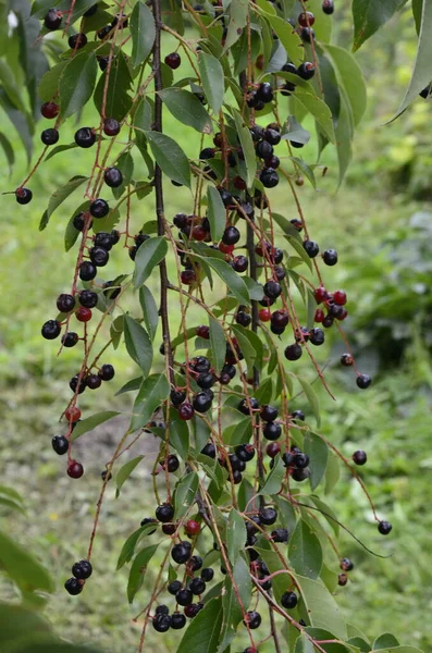 Ramos Com Frutos Maduros Cereja Preta Selvagem Prunus Serotina Prunus — Fotografia de Stock