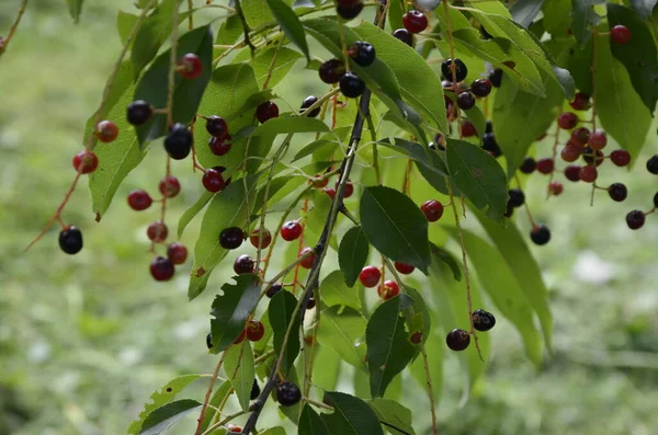 Branches Ripe Fruits Wild Black Cherry Prunus Serotina Prunus Serotina — Stock Photo, Image