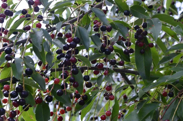 Branches Ripe Fruits Wild Black Cherry Prunus Serotina Prunus Serotina — Stock Photo, Image