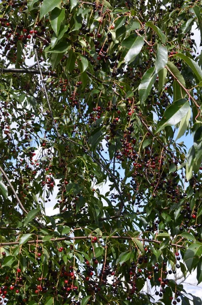 野生のブラックチェリー Prunus Serotina の熟した果実を持つ枝 プリュヌス セロティナ Prunus Serotina ラム酒 山ブラックチェリー — ストック写真