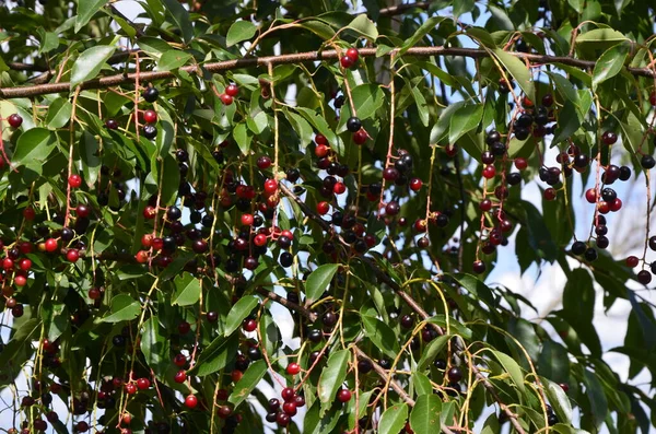 Olgun Meyveli Yabani Kiraz Dalları Prunus Serotina Prunus Serotina Bilinen — Stok fotoğraf