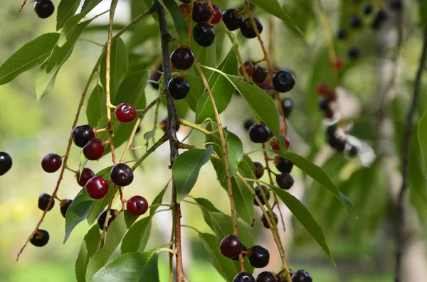 Ramos Com Frutos Maduros Cereja Preta Selvagem Prunus Serotina Prunus — Fotografia de Stock