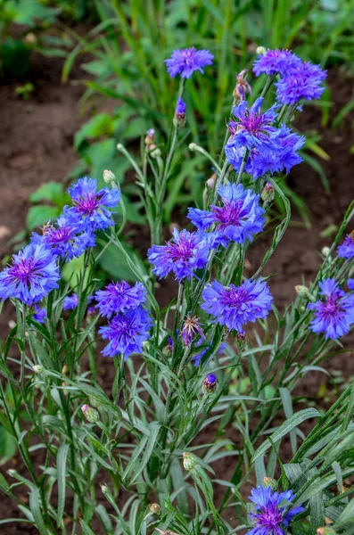 Blue Flowers Cornflowers Garden Cornflower Flowerbed Summer Blue Wildflower Cornflowers — Stock Photo, Image