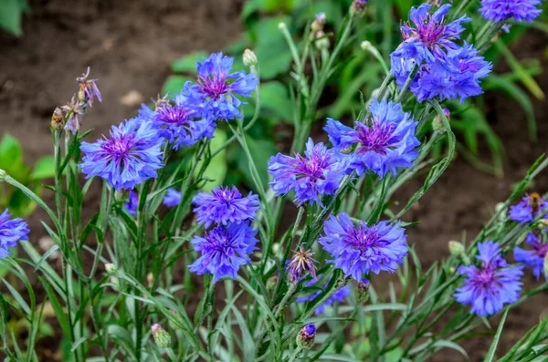 Niebieskie Kwiaty Chabry Ogrodzie Kukurydziany Kwiat Kwietniku Letni Niebieski Dziki — Zdjęcie stockowe