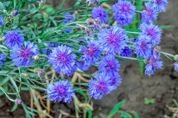 Niebieskie Kwiaty Chabry Ogrodzie Kukurydziany Kwiat Kwietniku Letni Niebieski Dziki — Zdjęcie stockowe