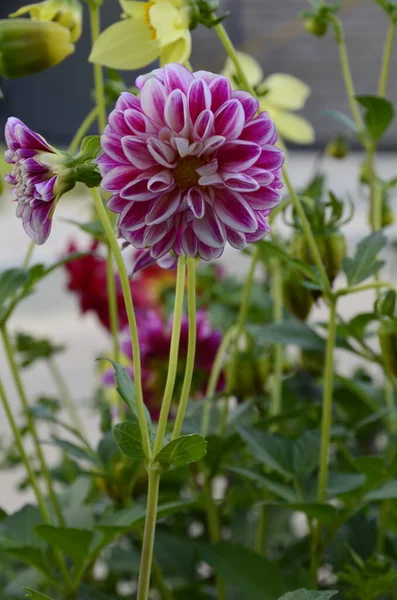 Blumen Der Einjährigen Dahlien Garten Leuchtende Blume Der Einjährigen Dahlie — Stockfoto