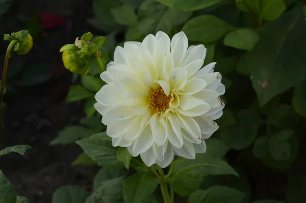 Flowers Annuals Dahlias Garden Bright Flower Annual Dahlia Red Petals — Stock Photo, Image