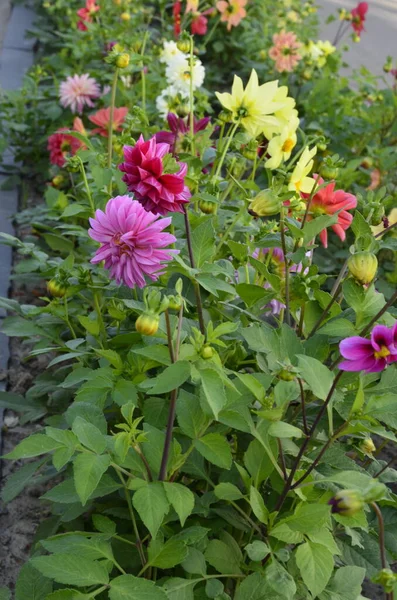 Λουλούδια Των Ετήσιων Dahlias Στον Κήπο Λαμπερό Λουλούδι Της Ετήσιας — Φωτογραφία Αρχείου