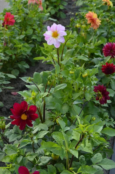 Blumen Der Einjährigen Dahlien Garten Leuchtende Blume Der Einjährigen Dahlie — Stockfoto