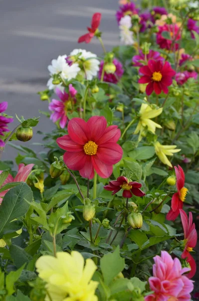 Kwiaty Jednoroczne Dahlie Ogrodzie Jasny Kwiat Corocznej Dahlii Czerwonymi Płatkami — Zdjęcie stockowe