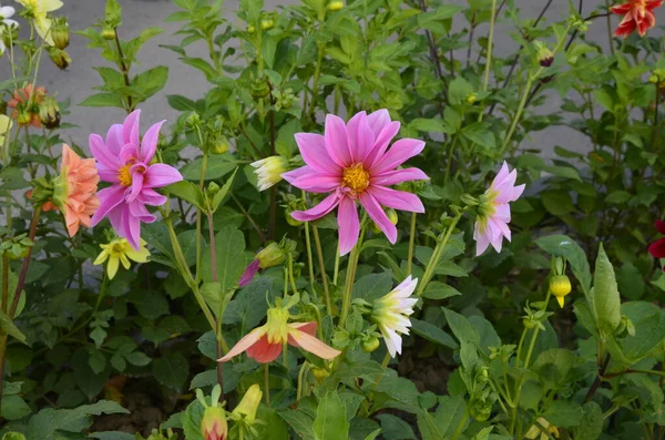 Blumen Der Einjährigen Dahlien Garten Leuchtende Blume Der Einjährigen Dahlie — Stockfoto