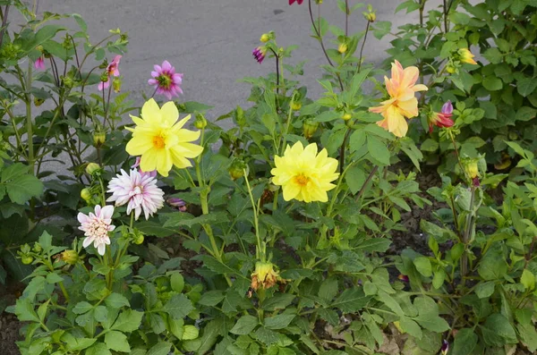 Blumen Der Einjährigen Dahlien Garten Leuchtende Blume Der Einjährigen Dahlie — Stockfoto