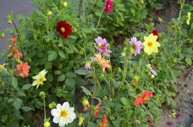 Bahçede yıllık yıldız çiçekleri. Her yıl kırmızı yapraklı ve sarı yapraklı parlak yıldız çiçeği. Parkta her yıl açan leylak çiçekleri.