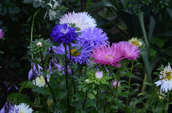 雄しべの美しい房 花の庭 花の庭 — ストック写真