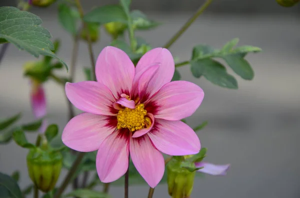 Blumen Der Einjährigen Dahlien Garten Leuchtende Blume Der Einjährigen Dahlie — Stockfoto