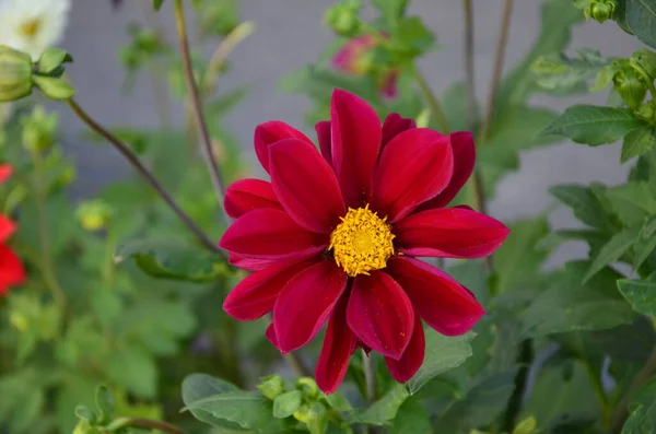 Kwiaty Jednoroczne Dahlie Ogrodzie Jasny Kwiat Corocznej Dahlii Czerwonymi Płatkami — Zdjęcie stockowe