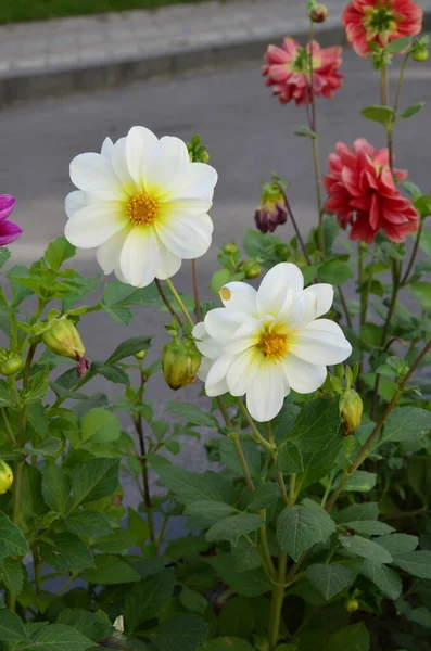 Flori Dahlias Anuale Grădină Flori Strălucitoare Dahlia Anuală Petale Roșii — Fotografie, imagine de stoc